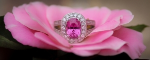 pink_bloom.jpg pink_bloom.jpg