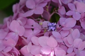 purple1.jpg