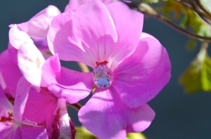 pinkspinel1_0.jpg