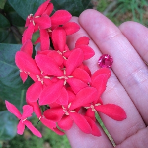 image_974.jpg