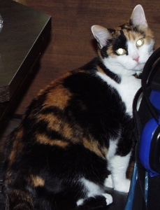 do_i_need_hearing_protection.jpg