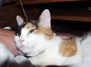 lap_kitty.jpg