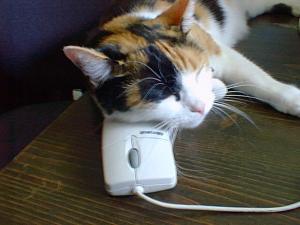 cat_and_mouse.jpg