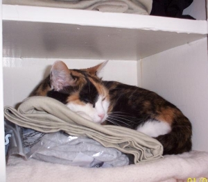 closetkitty2.jpg