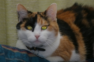 green_eyes.jpg