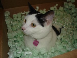 Chandler Box.jpg