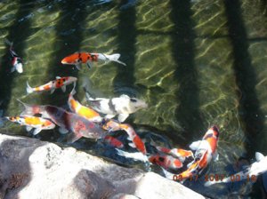 koi 12148.jpg