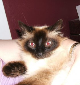 cbkitty.jpg