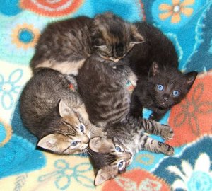 4kitters.jpg
