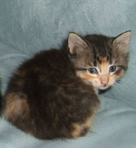 calliecat.jpg