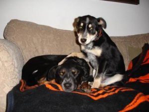 Dean and Walt 061 mutts.jpg