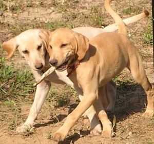 Puppies 10-10 019.JPG