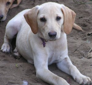 Puppies 10-10 007.JPG