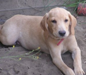 Puppies 10-10 008.JPG