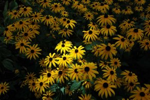 Lazy-eyed-susan-patch.jpg