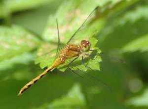 dragonfly_sm.jpg