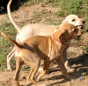 Puppies 10-10 018.JPG