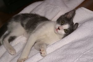 CleoTowel.JPG