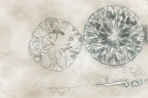 GenePair1%20Drawn.jpg GenePair1%20Drawn.jpg