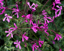 images-4_1.jpg