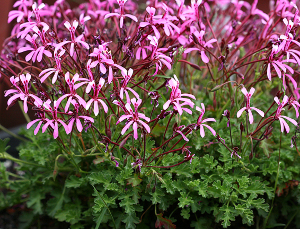 pelargonium_ionidiflorum.jpg