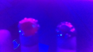 uv_blacklight_1_img_20140518_130119089.jpg