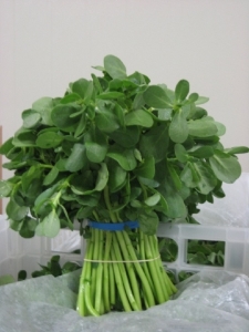 verdolaga_de_exportacion_producmec_4.jpg
