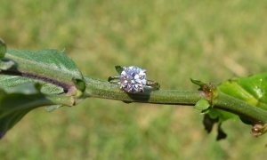 dsc_1316.jpg