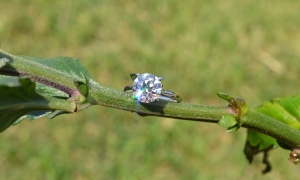 dsc_1317.jpg