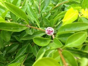 image_2138.jpg image_2138.jpg