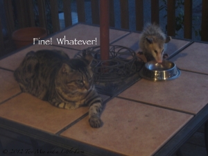 cat_and_possum_2.jpg