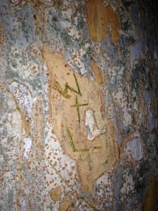 treeinitials.jpg