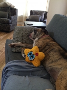 annie_and_toy.jpg