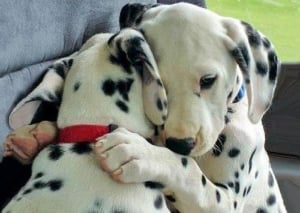 puppy_hug.jpg