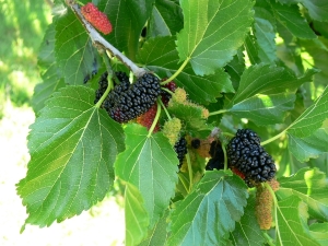 mulberry_tree_oct_2014.jpg