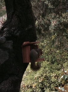 squirrel.jpg