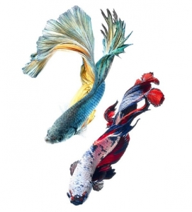 betta-fish-photography-2.jpg