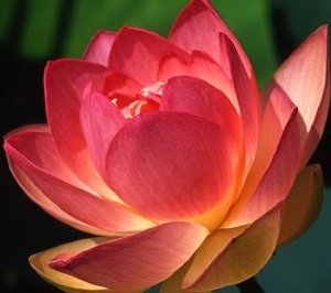 lotus-blossom.jpg