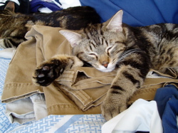 mannybigpaws.jpg