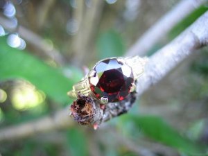 IMG_2824.JPG