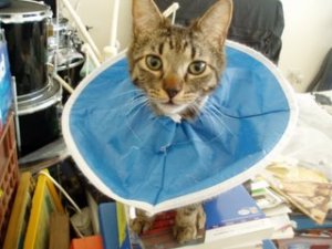 GEddyECollar.jpg
