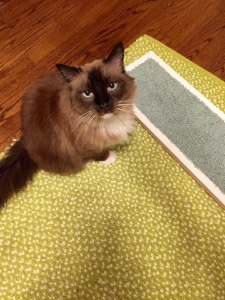 scratchy.jpg