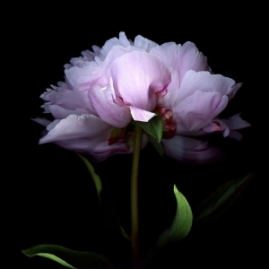 flower3.jpg