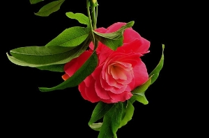 flower4.jpg
