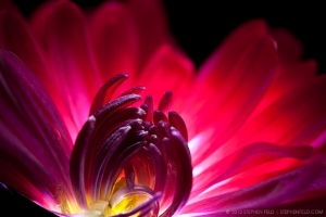 flower1_0.jpg
