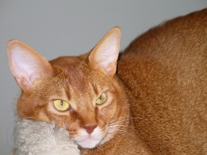 puma_2_sm.jpg