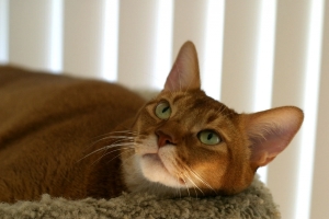 pumie_emerald_eyes.jpg