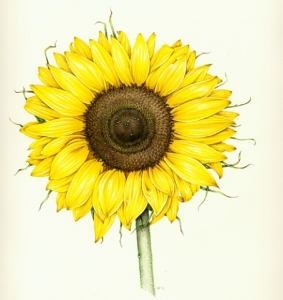 comp_sunflower_0.jpg