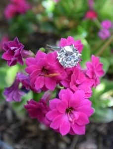 flower_shot.jpg