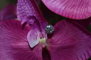 nikon_pics_may_2015_085.jpg